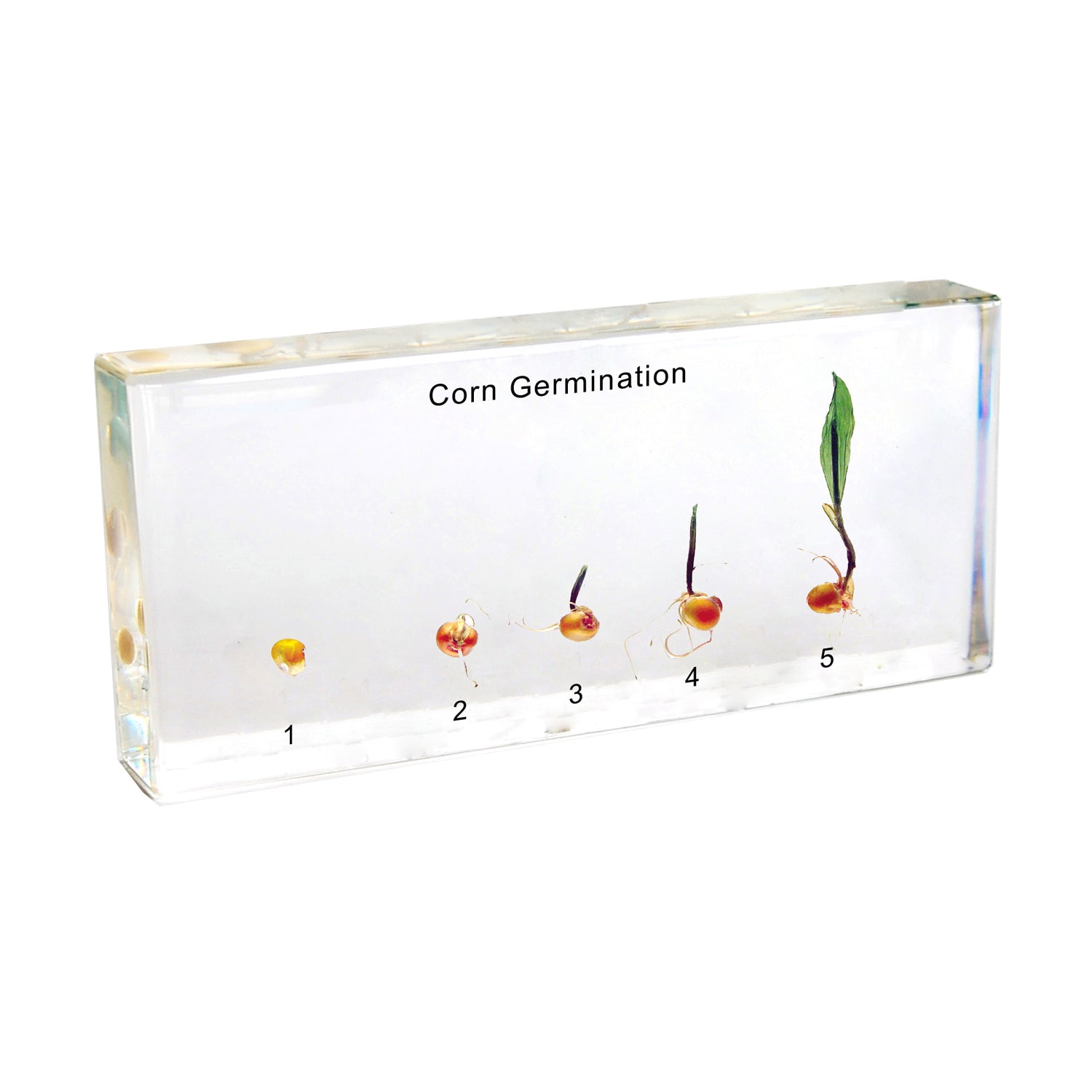 Corn Germination Secondary image