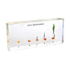 Corn Germination