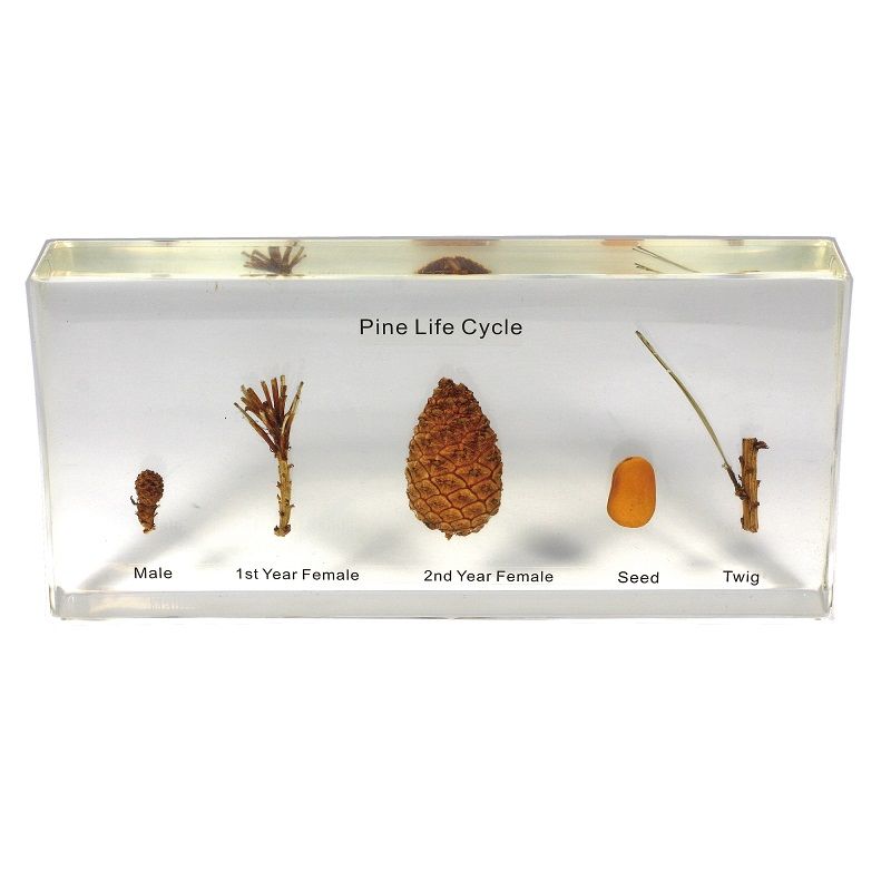 Pine Life Cycle Main image