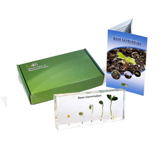 Bean Germination