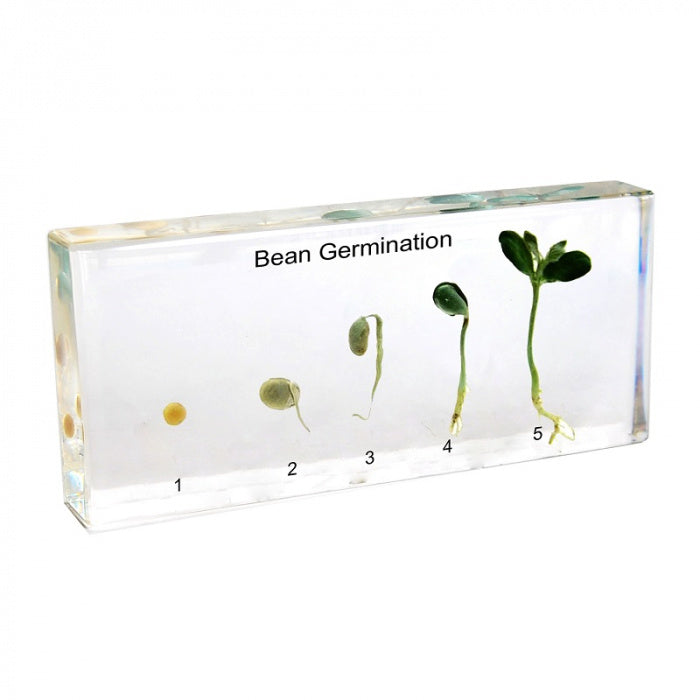 Bean Germination Secondary image