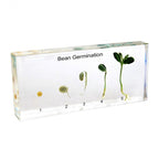 Bean Germination