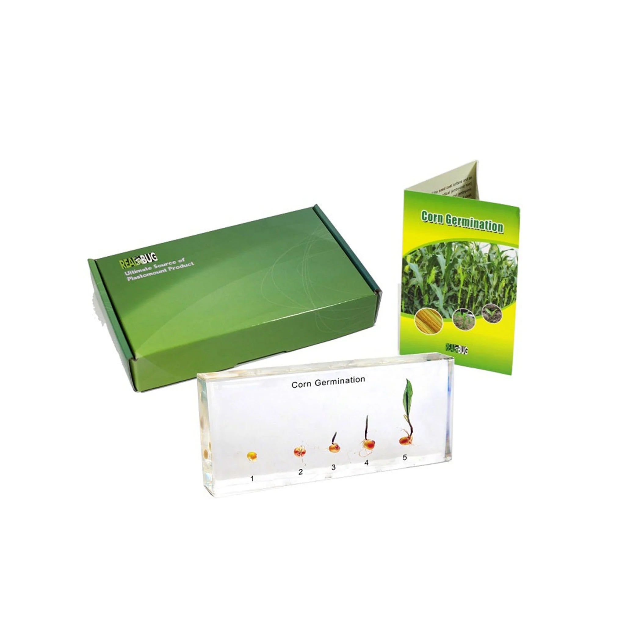Corn Germination - Real Specimens in Clear Acrylic Block