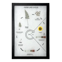 Fern Life Cycle - Real Specimens in Clear Acrylic Block