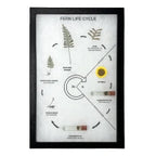 Fern Life Cycle - Real Specimens in Clear Acrylic Block