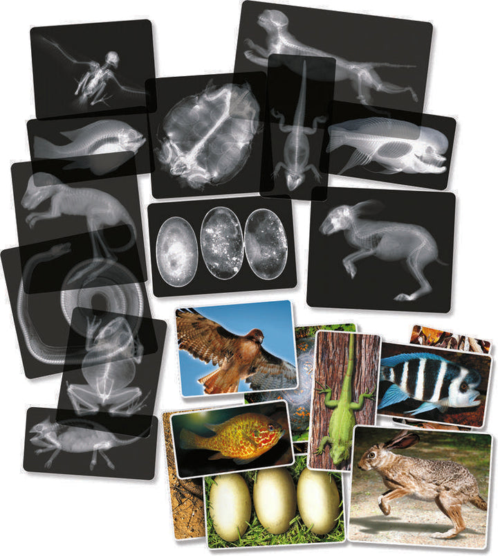 Animal X-Rays