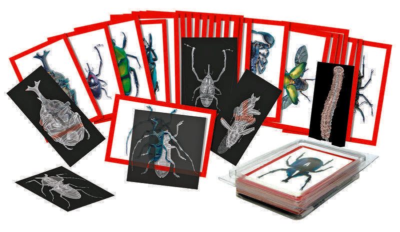 Insect X-Rays & Picture Cards