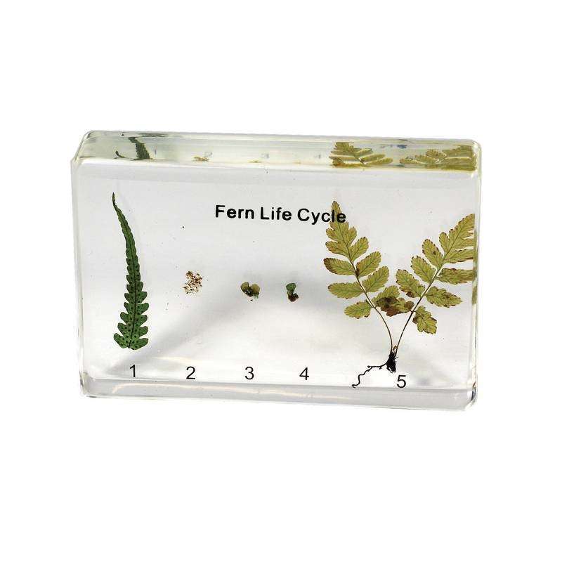 Fern Life Cycle