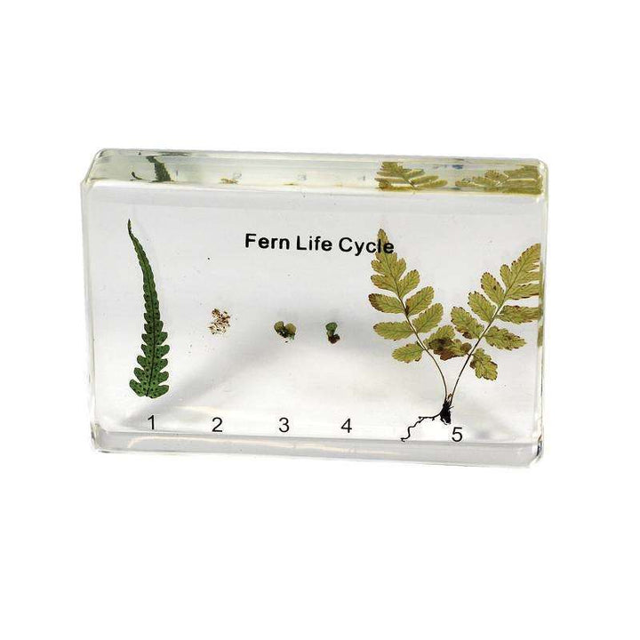 Fern Life Cycle